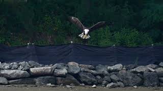 Bald Eagles of Centerport  July 8th 24 Dad2 catches and eats fish midair [upl. by Mallis]