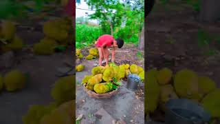 kathal food indianstreetfood jackfruit fruit surat funny varsha streetfood [upl. by Kerri]