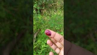 Ink பழமா இது🤔  black honey shrub  கரும்பூலா  shortsfeed ytshorts shorts abithaakk [upl. by Arluene]