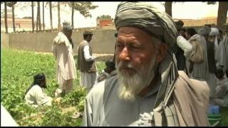 Project weans Afghan farmers off poppy growing 020611 [upl. by Beaumont]