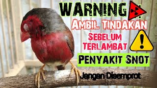 Cara Mengobati Burung Emprit Sakit Snot ‼️ Crimson Finch⁉️ [upl. by Bjorn33]