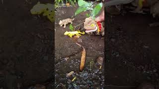 What  Tiger attack SNAKEHEAD FISHTOMAN   SNAKEHEAD FISH shorts fish channa viralvideo [upl. by Cairns]