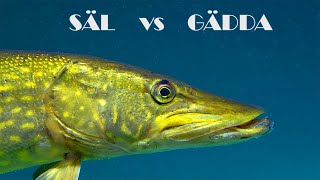 SÄL vs GÄDDA  Ingen säl  mer fisk [upl. by Lenore802]