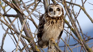 ShortEared Owls  Skagit Valley [upl. by Andersen]