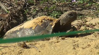 Gopher Tortoise Day takes over Koreshan State Park [upl. by Aleakcim]