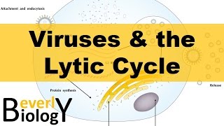 Viruses and the Lytic Cycle [upl. by Aniehs]