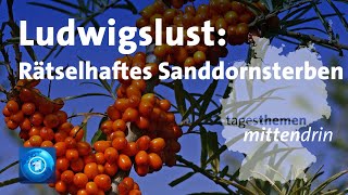 Ludwigslust Rätselhalftes Sanddornsterben  tagesthemen mittendrin [upl. by Hay]