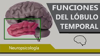 Comportamientos Controlados por el Lóbulo Temporal [upl. by Madelena394]