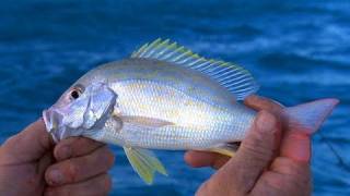 Key Largo Florida Fishing for Patch Reef Snapper Fun for Kids [upl. by Collen]