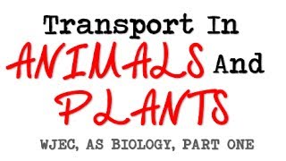 WJEC AS BIOLOGY REVISION BY2  Transport In Animals And Plants [upl. by Helyn861]