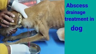 Abscess drainage treatment in dog  Dr umair [upl. by Ahsilav]