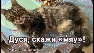 Дуся скажи мяу Дусинда строит глазки Meowкотcatкотики catloverпозитиврелаксmainecoonмяу [upl. by Nyletac]