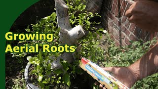 Stimulating aerial roots on ficus bonsai [upl. by Calie88]