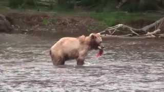 Kamchatka brown bears fishing [upl. by Jovita]