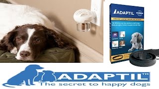 Does Adaptil DAP work  Dog Science Explained [upl. by Pratte]