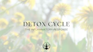 Detox  Part 2  The Inflammatory Response [upl. by Nylirret]