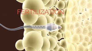 From Zygote To Fetus Development Process [upl. by Evyn]