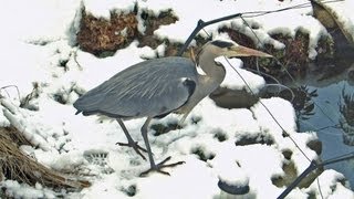 Blauwe Reiger bij schrikdraad vijver  Grey Heron at fence [upl. by Willett]