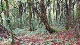 Il magico bosco fatato dei folletti  Valle del Curone  Busarengocom [upl. by Johm]