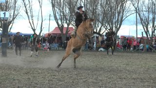 APADRINANDO Nº348  2º FIESTA AMIGOS DEL CEIBO  RANCHOS  BUENOS AIRES 🐎 [upl. by Landre]