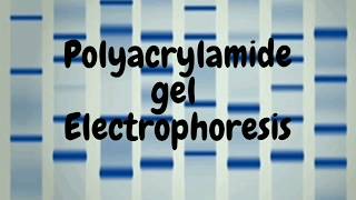 Polyacrylamide Gel Electrophoresis SDS PAGE [upl. by Yadrahs]