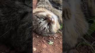 ✨Грязевые ванны Mud baths barsik catvideos cat [upl. by Lili]