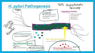 Helicobacter pylori [upl. by Atteinotna]