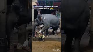 Elephant Ki leg Pains Unnattu Unnai Papam 😭🙏Elephantlife shorts trending viralvideos [upl. by Jeffery]