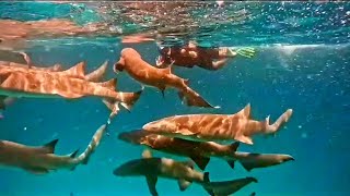 Snorkeling with Nurse Sharks  Maldives [upl. by Draneb]