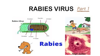 Rabies Virus Structure Morphology [upl. by Palmore480]