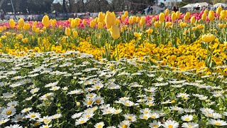 floriade canberra 2024 [upl. by Ardnoyek926]