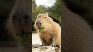 Capybara 🤣🤣🤣🤣🤣🤣🤣 [upl. by Meeki]