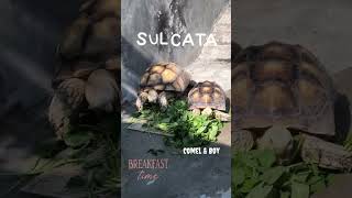 SULCATA JANTAN DAN BETINA MUKBANG SAYUR DI PAGI HARI bollywood [upl. by Donahoe248]