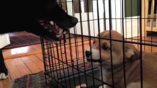 Adorable Corgi puppy growling at dog [upl. by Lumbye]