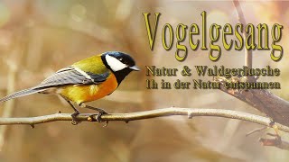 Vogelgezwitscher Vogelstimmen Waldgeräusche Vogelgesang  Entspannung amp Einschlafen [upl. by Noterb]