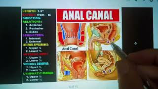 Anatomy of PerineumAnal Triangle and Ischiorectal Fossa anatomy [upl. by Etnomal]