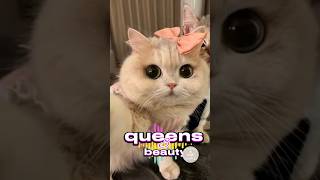 3 beautiful cats Who will be beauty queen 🐱❤️  Cute Squirrels Wonderland catfunny [upl. by Nibot]