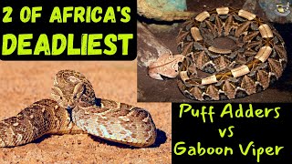 Ultimate Showdown Gaboon Viper vs Puff Adder [upl. by Sophi]