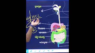 મંદ hclHCL Haidro caloric asidedigestive system digestivehealth digestivebiology humanbody [upl. by Iridissa]