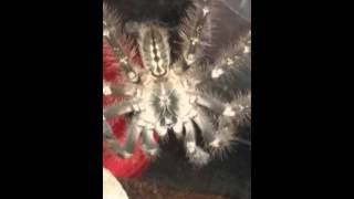 Poecilotheria subfusca highland [upl. by Avi]