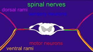 SPINAL CORD ROOTS AND RAMI [upl. by Aitsirhc]