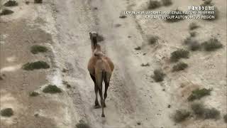 Wild camels running in the wilderness in Xinjiang [upl. by Aizti722]