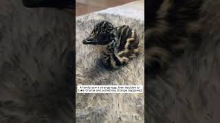 A family saw a strange egg and then ostrich short [upl. by Christy]