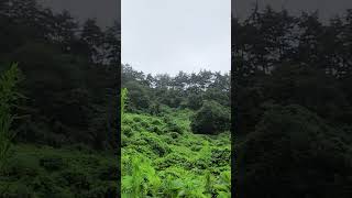 Natural white noise ASMR healing with the sound of rain falling on the mountain shorts [upl. by Annyahs916]