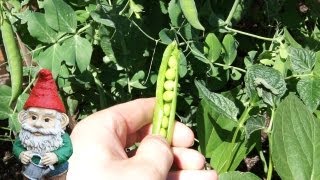 When and How to Harvest Shelling Peas [upl. by Minton126]