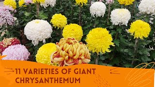 11 Varieties of Chrysanthemum  চন্দ্রমল্লিকা  Giant  Incurved  By Samir Adak  INDIA  2022 [upl. by Sumer302]