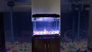 arowana fish tank setuppeacokbass aquarium aquariumsetup arowana fishtank arowanafish [upl. by Kimmy]