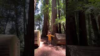 Jedediah Smith Redwoods State Park California [upl. by Scandura651]