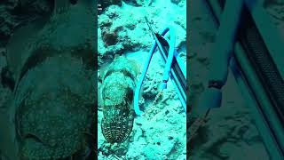 Spearfishing for Giant Cuttlefish fishing spearfishing ytshorts [upl. by Aihsekram]