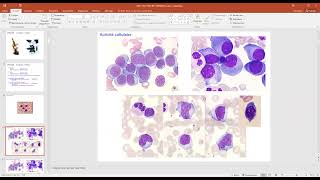 Phase socle 20222023  Cytologie et cytometrie de flux [upl. by Helli]